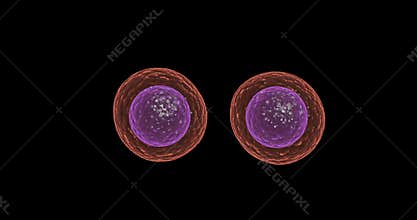 Cellular Division and Growth