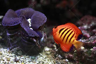 Flame angelfish