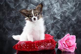 Continental Toy Spaniel puppy on red pillow