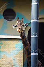 A giraffe standing beside a height measurement pole