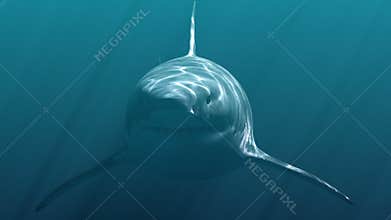 Great White Shark Megalodon . Realistic 3d animation 4K