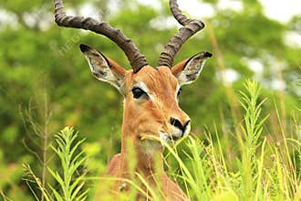 Antelope