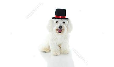HAPPY AND CUTE MALTESE DOG COSTUME MAGICIAN CELEBRATING HALLOWE