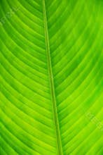 Part of the leaf in the butterfly garden in Samui