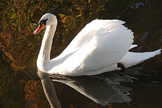 White swan in the fall in the Netherlands