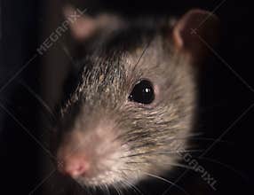 Rat