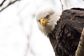 Bald Eagle sitting on a tree looking down