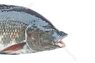 Nile tilapia , freshwater fish,asia