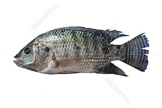 Nile tilapia , freshwater fish,asia isolated on white background