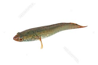Snakehead fish,asia isolated on white background