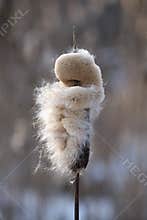 Closeup inflorescence wild growing Typha latifolia plant at the end of the winter season. This is a fluffy overblown female flower