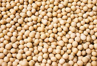 Soybean
