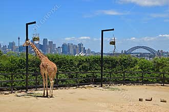 Giraffe in Taronga Zoo eating food from the hanging basket with magnificent view of Sydney