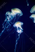 Jellies in aquarium in Valencia