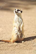 Portrait of Meerkat Suricata suricatta, African native animal, small carnivore