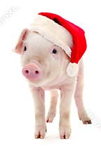 Pig in a red Santa Claus hat