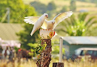 Unique two little Corella white cockatoos , wild birds of Australia