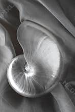 Nautilus Shell