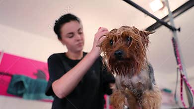 Animal Grooming Salon. Groomer Brushing Wet Dog Hair