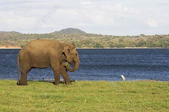 Elephant and small bird by a lake