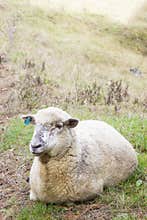 Sheep lazing in a meadow
