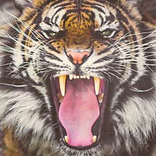 Roaring Sumatran tiger showing teeth