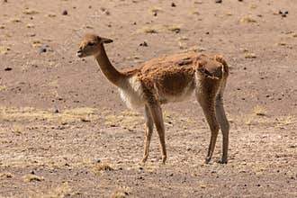 VicuÃ±a from the Peruvian altiplano at half shearing.