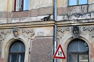 Dilemma for the cat - the choice to go up or down.