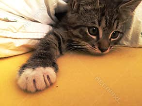 Sleepy Cute Adorable Kitten Waking Up From Its Nap