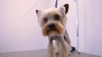 Dog With Haircut On Table At Grooming Pet Salon