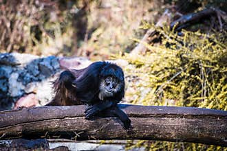 Cool monkey sitting on wood