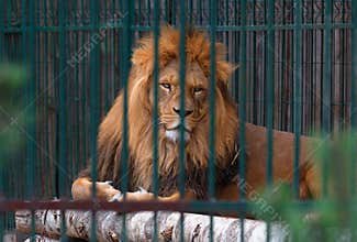 Male lion in a zoo cage