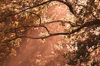 Sun beams through trees