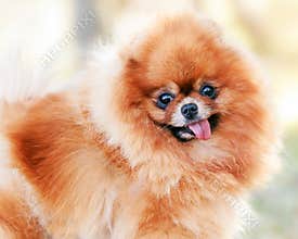 Orange pomeranian dog portrait