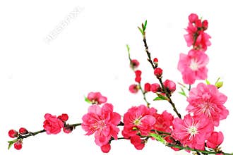 Spring cherry flowers