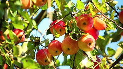 Red ripe apples on an apple tree branch on a sunny day