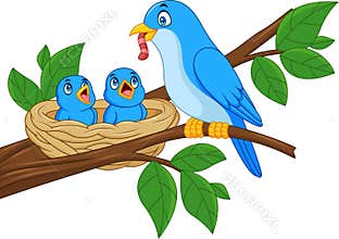 Mother blue bird feeding babies in a nest