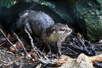 Otters Lutra lutra are carnivorous mammals