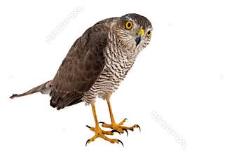 Birds of prey - Eurasian Sparrowhawk Accipiter nisus female. Isolated on white