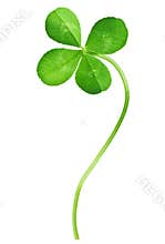 Four Leaf Clover