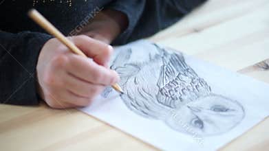 Hand draws the belly of an owl