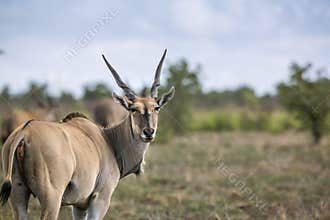 Common eland in Kruger National park, South Africa ;