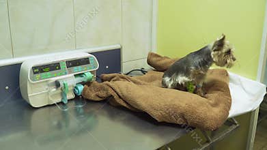 Dog with a catheter in a vet at the clinic.