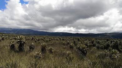 Frailejones, Espeletia, in Purace paramo in Colombia. Endemic endangered plants
