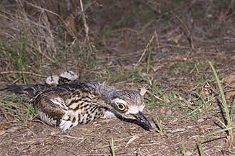 Curlew mother hiding her chicks