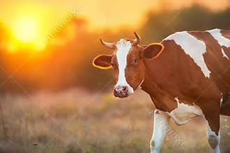 Cow portrait at sunlight