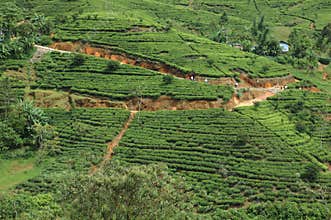 Sri Lanka tea plantations at Nuwara Elliya
