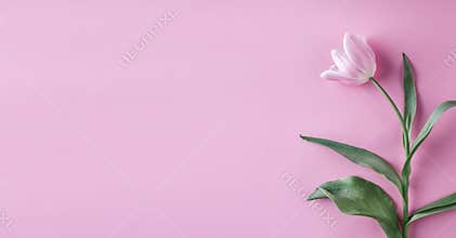 Pink tulips flowers on pink background. Waiting for spring. Happy Easter card. Flat lay, top view.