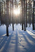 Woods at winter