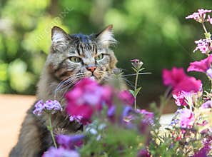 Cat Intently Focused on Small Flower